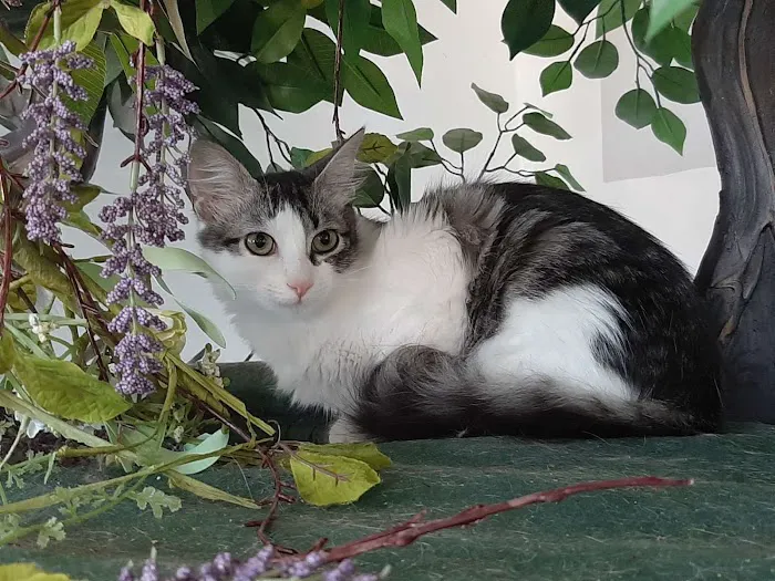 Cat Cafe Rescue 2