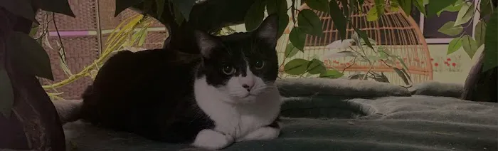 Cat Cafe Rescue 5