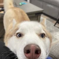 Loving Hands Animal Hospital, Inc ico