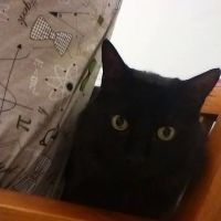 Dr. Domotor's Animal House ico