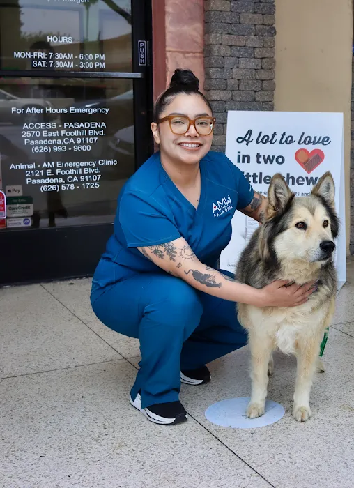 Animal Medical Hospital 12