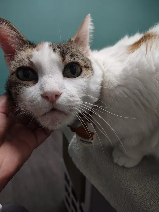Animal Medical Hospital 12