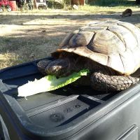 Exotic Animal Veterinary Center ico