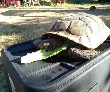 Exotic Animal Veterinary Center