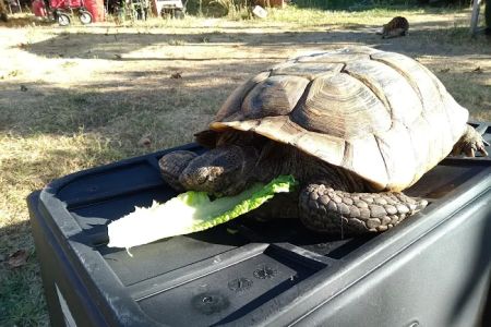 Exotic Animal Veterinary Center