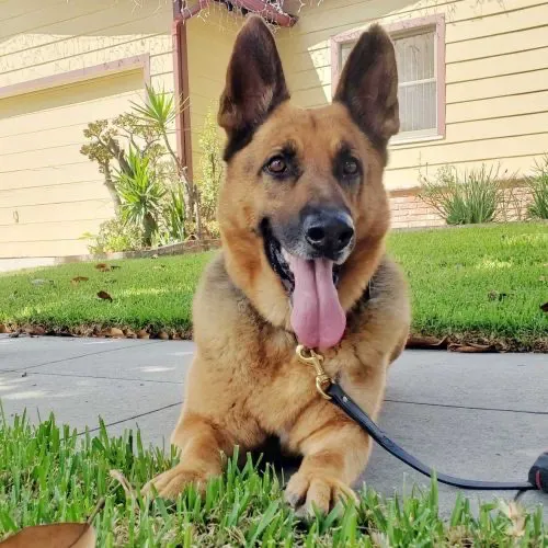 VCA Foothill Veterinary Hospital 12