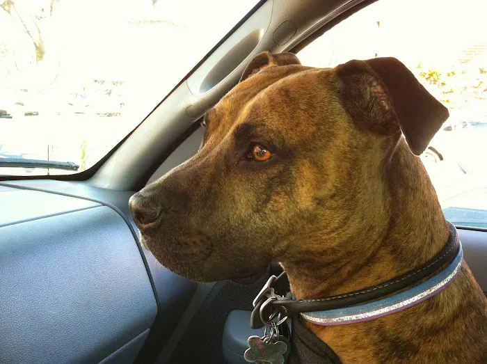 VCA Foothill Veterinary Hospital 12