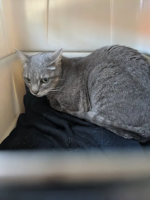 VCA Foothill Veterinary Hospital 12