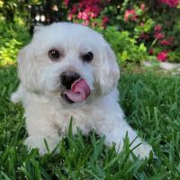 VCA Foothill Veterinary Hospital ico