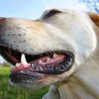 Advanced Veterinary Dentistry ico