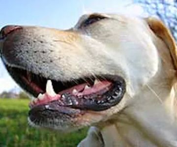 Advanced Veterinary Dentistry