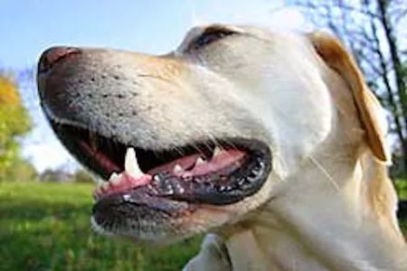Advanced Veterinary Dentistry