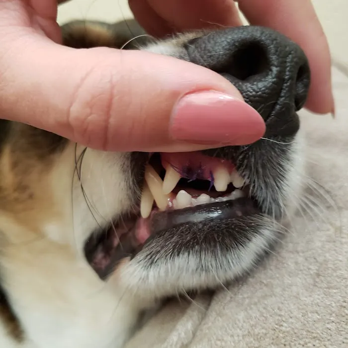 Advanced Veterinary Dentistry 12