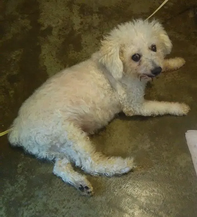 Animal-AM Emergency Clinic of Pasadena 12