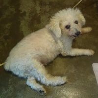 Animal-AM Emergency Clinic of Pasadena ico