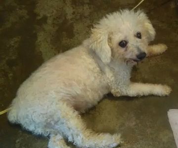 Animal-AM Emergency Clinic of Pasadena