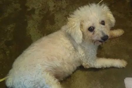 Animal-AM Emergency Clinic of Pasadena
