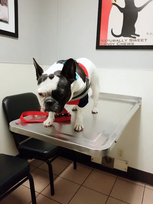 Animal-AM Emergency Clinic of Pasadena 12
