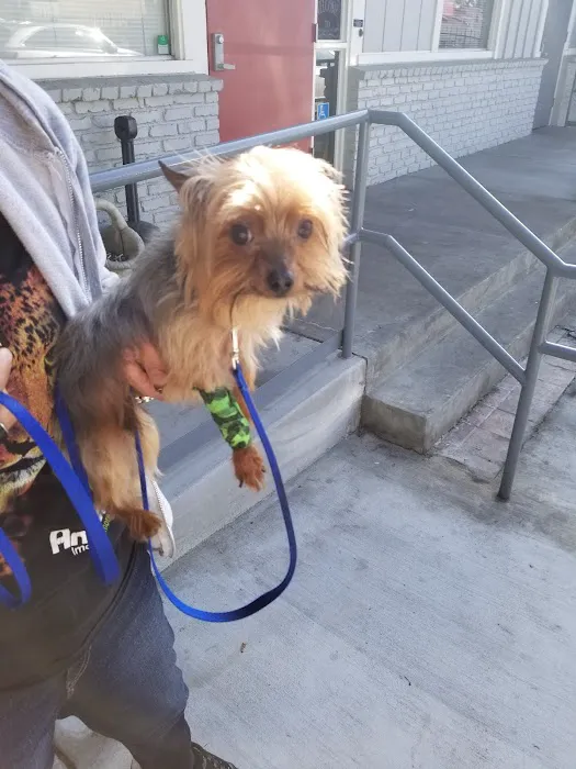 Animal-AM Emergency Clinic of Pasadena 12