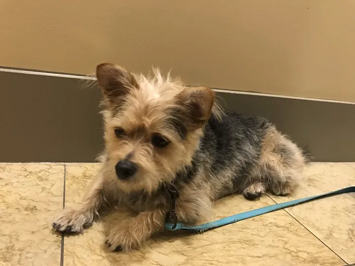Pasadena Pets Veterinary Hospital 12
