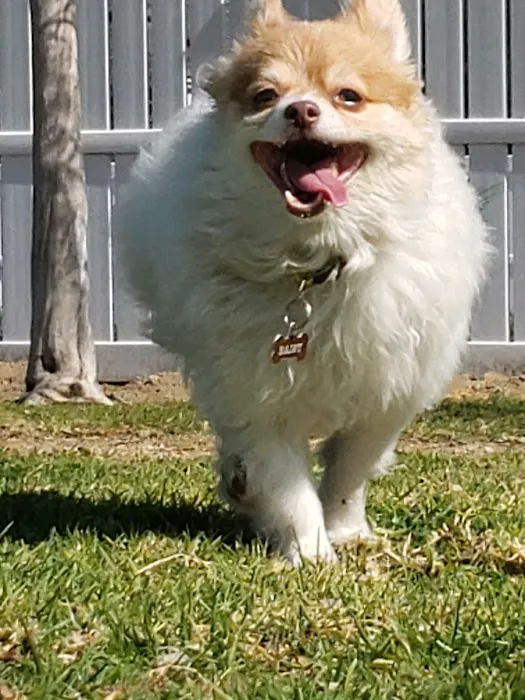 Pasadena Pets Veterinary Hospital 12