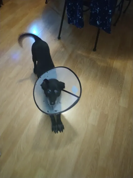 Banfield Pet Hospital 2