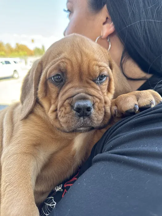 Low Cost Pet Vaccines Pasadena 6