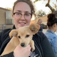 Low Cost Pet Vaccines Pasadena ico
