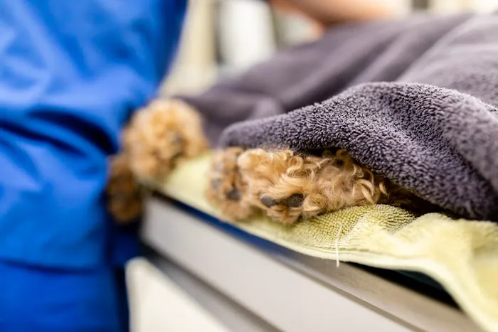 Sierra Madre Animal Hospital 6