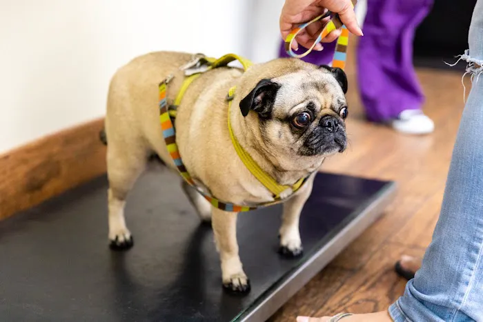 Sierra Madre Animal Hospital 9