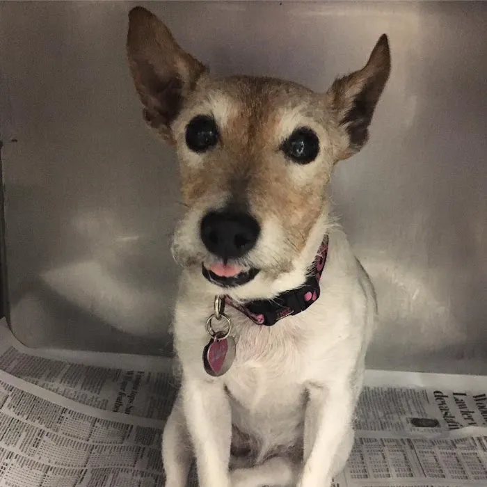 Petsadena Animal Hospital 8