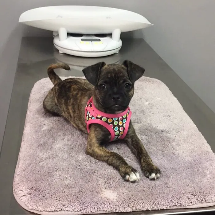 Petsadena Animal Hospital 7