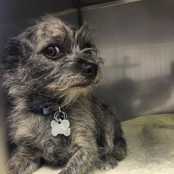 Petsadena Animal Hospital 10