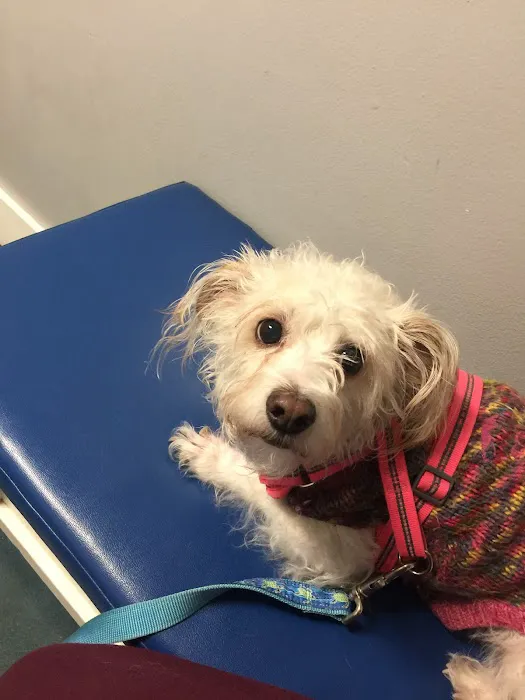 Petsadena Animal Hospital 1