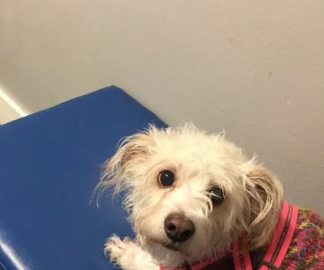 Petsadena Animal Hospital