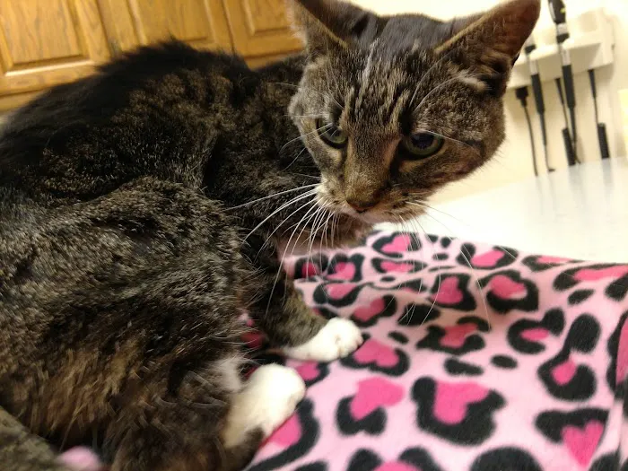 Smokey Point Animal Hospital 12