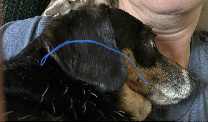 Smokey Point Animal Hospital 12
