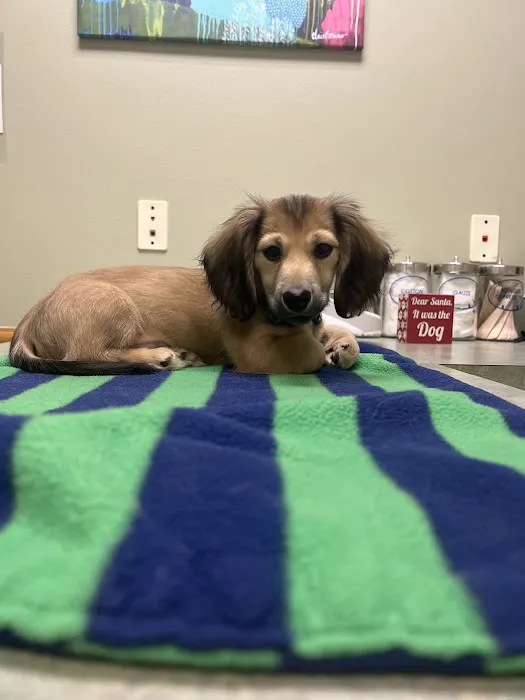 Advanced Care Animal Clinic 12