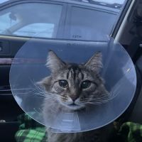 Advanced Care Animal Clinic ico