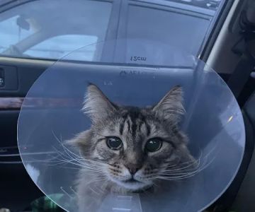 Advanced Care Animal Clinic