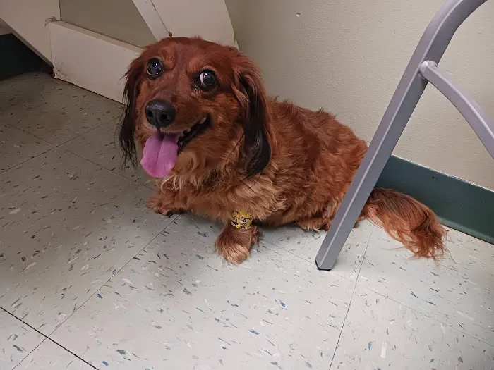 Advanced Care Animal Clinic 12
