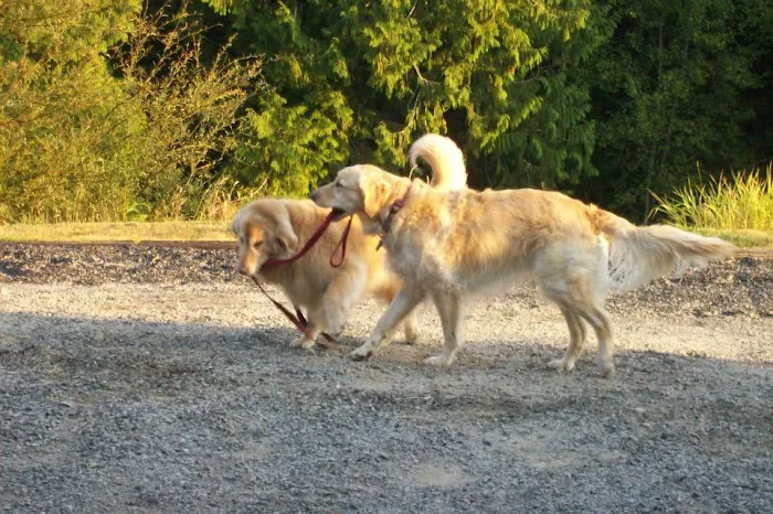 Advanced Care Animal Clinic 12