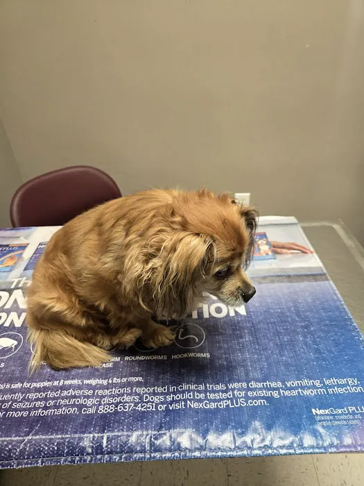 Family Pet Medical & Surgery 12