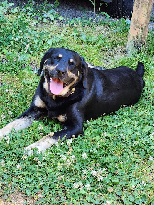 Family Pet Medical & Surgery 12