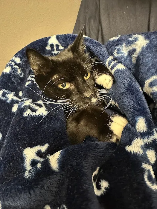Family Pet Medical & Surgery 12
