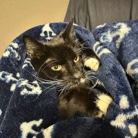 Family Pet Medical & Surgery ico