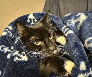 Family Pet Medical & Surgery