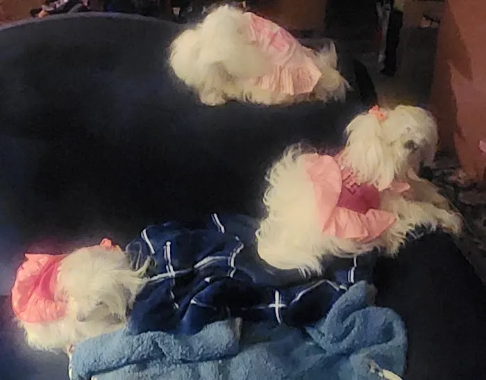Veterinary Care Clinic of Smokey Point 12
