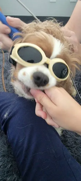 The Total Canine 12