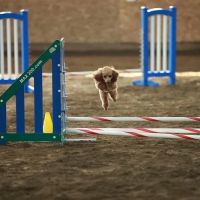The Total Canine ico